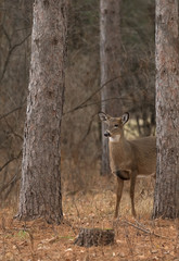 White-tailed deer in the forest in Ottawa, Canada