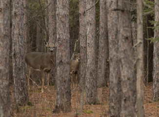Naklejka na ściany i meble White-tailed deer in the forest in Ottawa, Canada