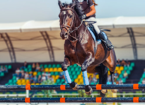 Bay dressage horse and rider in white uniform performing jump at show jumping competition. Equestrian sport background. Bay horse portrait during dressage competition. 