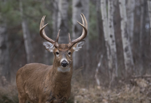 White-tailed deer buck in the forest during the rut in Ottawa, Canada