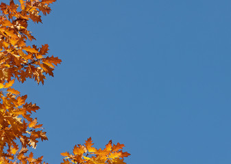 Orangefarbenes Herbstlaub einer Eiche vor blauem Himmel