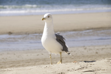 Gaviota en la playa
