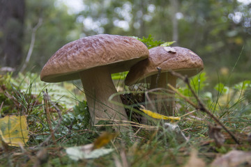 Steinpilze im Wald