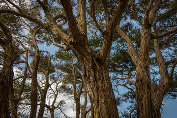 Tea Trees