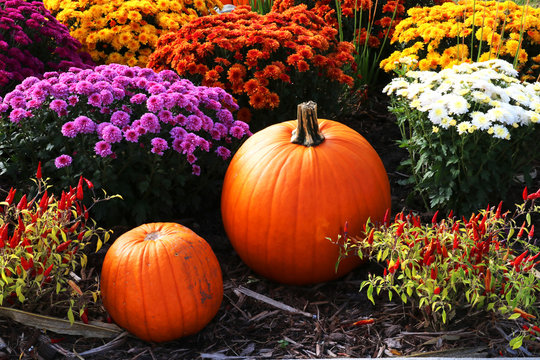 Colors of autumn background. Bright colors fall season outdoor decoration with chrysanthemums,  pumpkins and red chili pepper on a ground as a part of traditional american autumn holidays culture.