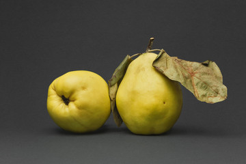 Still life with autumn fruit, two quince apples isolated on gray