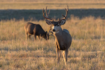 Naklejka na ściany i meble Mule Deer on the Colorado Prairie
