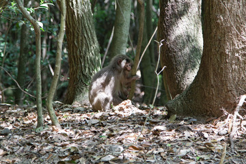 Japanese monkey