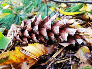 Kiefernzapfen im Herbstlaub