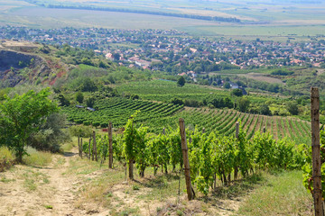 Fototapeta na wymiar Vineyards on the hillside near Tarcal village, Hungary