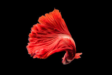 red siamese fighting fish on black background.