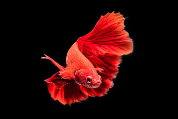 red siamese fighting fish on black background.