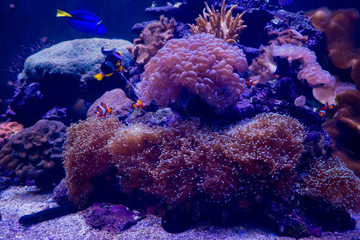 Fototapeta na wymiar Sea anemone with clown fish