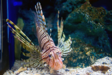 lion fish