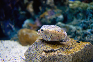 Tetraodontiformes