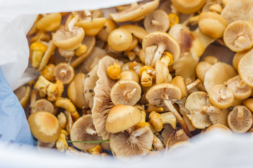 Wild forest mushrooms honey agaric in plastic bag closeup