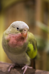 テンニョインコ