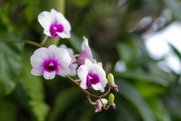  orchid flower