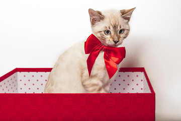 gattino con fiocco rosso nella scatola rossa