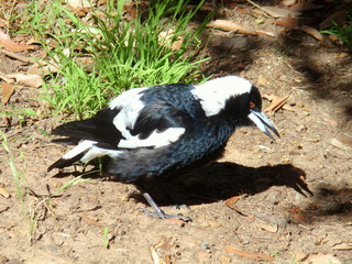 威嚇するカササギ