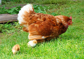 Henne mit Küken auf dem Bauernhof