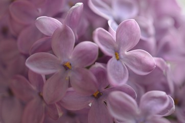 Lilas