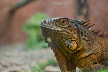 Lizard