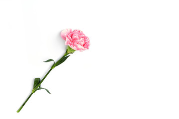 pink carnation flower isolated on white