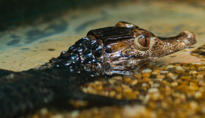 Obraz premium closeup crocodile