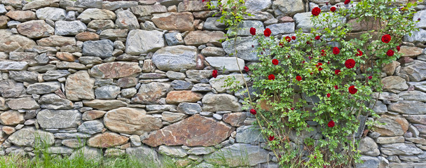 schöne Hüttenmauer mit Rosenstock