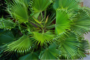 Naklejka premium Green leaves natural background wallpaper / leaf texture