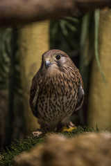 チョウゲンボウ