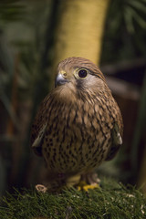 チョウゲンボウ