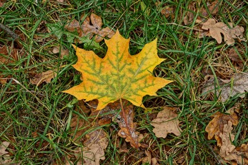 Жёлтый кленовый листок на траве и сухих листьях