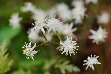 セリバオウレンの花