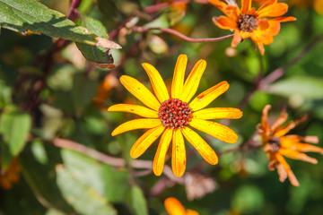 Black Eye Susan - 3
