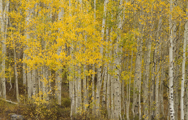 Aspen Gold