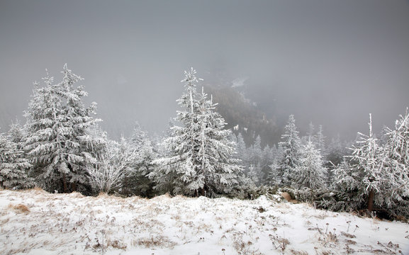 winter landscape with snowy fir trees in the mountains