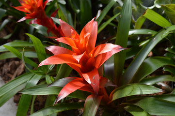 Bromeliad