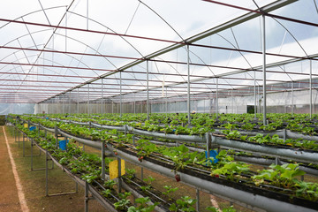 Interior of modern spacious greenhouse illuminated with daylight, rows of small strawberry bushes