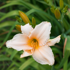 Fototapeta na wymiar Lily flower close-up