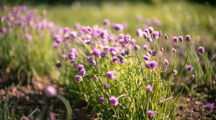 Obraz premium pink macro flowers