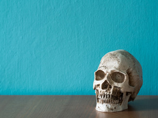 The skull is placed on a wooden table. The backdrop is blue. having copy space
