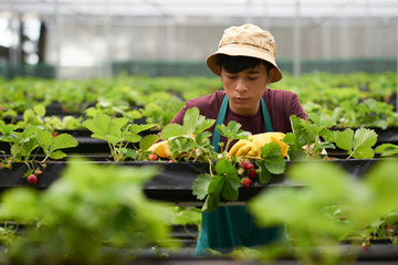 Portrait of handsome young greenhouse worker wearing bucket hat and apron picking ripe strawberries, blurred background