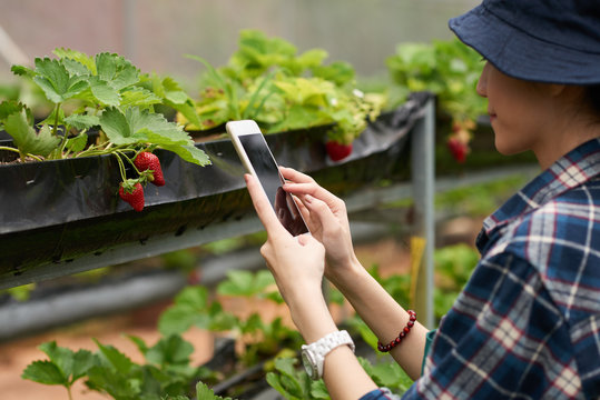 Profile view of proud young farmer wearing checked shirt and bucket hat taking picture of appetizing fresh strawberries growing at modern greenhouse