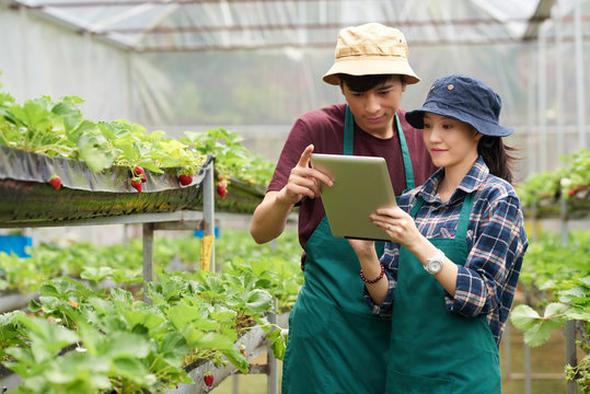 Young Asian scientists wearing aprons and bucket hats using digital tablet while checking quality of fresh ripe strawberries at spacious modern greenhouse - Powered by Adobe