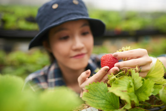 Beautiful Asian greenhouse worker analyzing quality of ripe strawberry picked from bush while carrying out inspection, focus on foreground