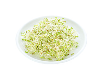 alfafa sprouts on white background