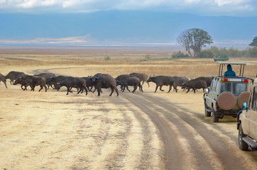 Safari in Africa, tourists in jeeps watching buffalos crossing road in savannah of Kruger national...