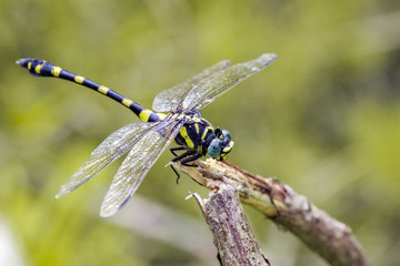 Image of gomphidae dragonfly(Ictinogomphus Decoratus) on dry branches. Insect. Animal